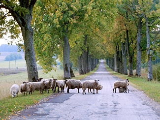 Schafe weiden auf der Straße in Russland. Stephen Rakowski vom Fahrradladen Radelkowski in Berlin Lichtenberg auf seiner Fahrradfahrt nach Polen, Litauen und Russland im September 2015.